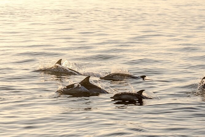 Fishing Trip Costa Del Sol 2 Hours - Additional Information