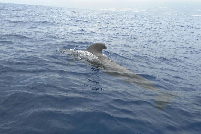 Fishing Trip, Tenerife Sea Passion - Group Size and Accessibility