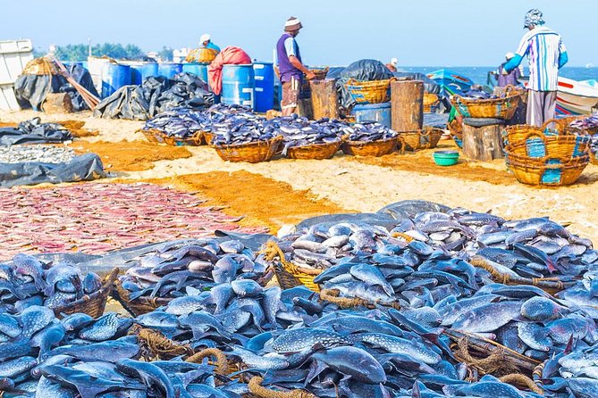 Fishing Village & Mangrove Tour Experince at Negombo (Starting From Colombo) - Key Points