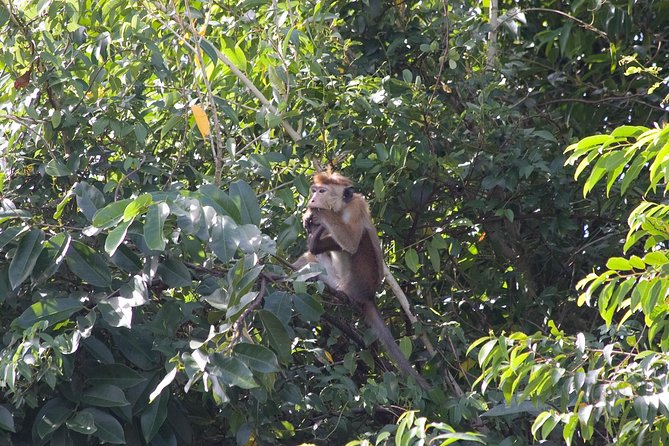 Fishing Village & Mangrove Tour Experince at Negombo (Starting From Colombo) - Pickup and Start Time