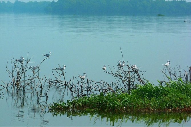 Fishing Village & Mangrove Tour Experince at Negombo (Starting From Colombo) - Tour Operator and Rating