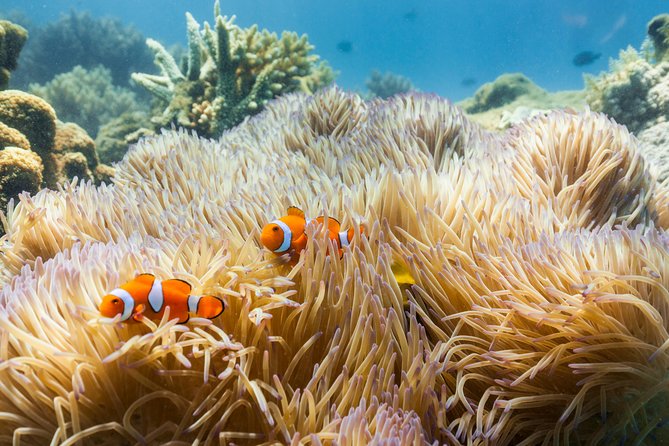 Fitzroy Island Day Tour From Cairns - Booking and Confirmation