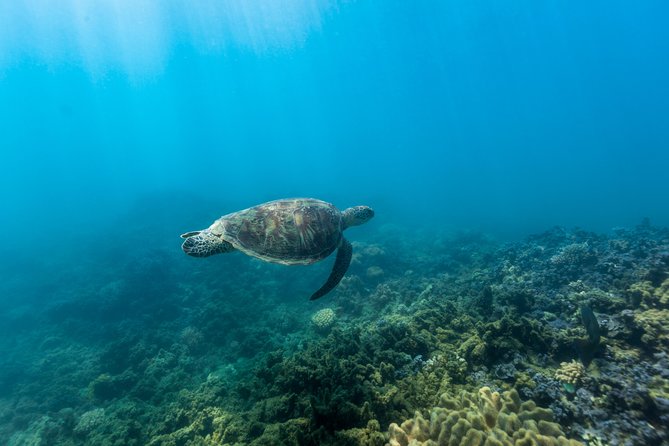 Fitzroy Island Day Tour From Cairns - Traveler Reviews