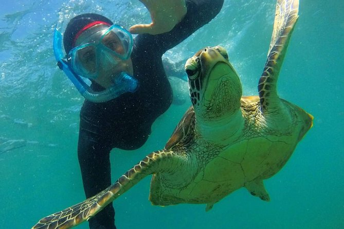 Fitzroy Island Sup/Snorkel Tour - Activities Included