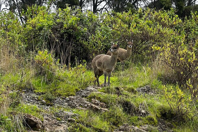 Five (5) Days Tour on North Ethiopia. 1 Day Axum and 3 Days Simien Mountains. - Pickup and Contact Information