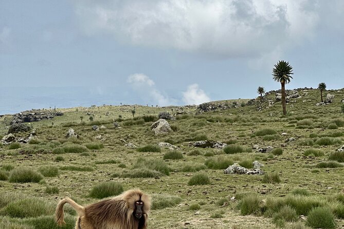 Five (5) Days Tour on North Ethiopia. 1 Day Axum and 3 Days Simien Mountains. - Reviews