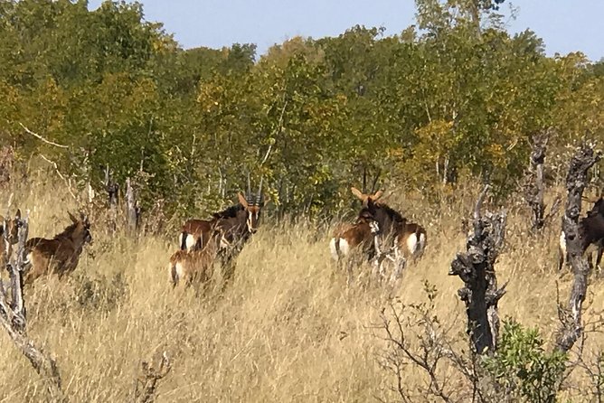 Five-Day Hwange NP, Chobe NP and Victoria Falls Combo - Customer Experience and Reviews