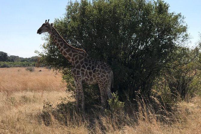 Five-Day Hwange NP, Chobe NP and Victoria Falls Combo - Accommodation Details