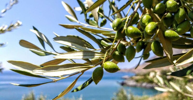 Five Days of Culinary Exploration in Laconias Peloponnese - Key Points