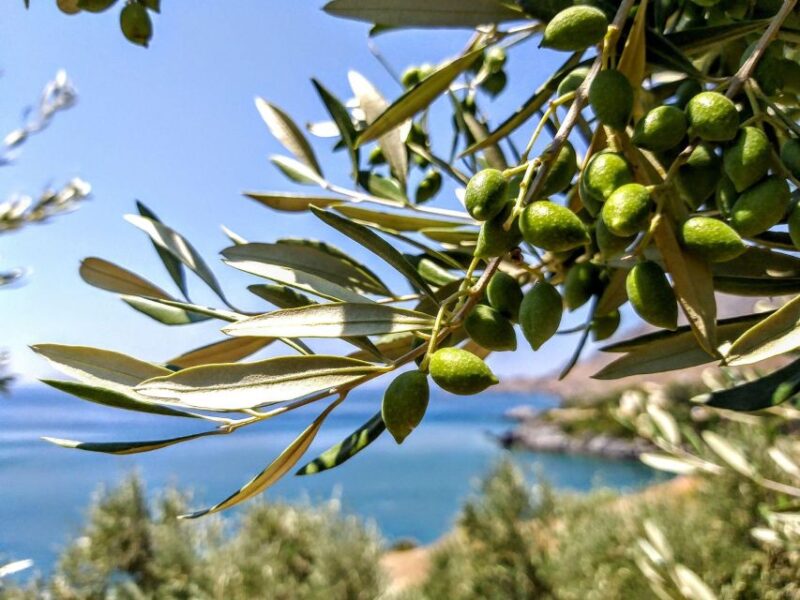 Five Days of Culinary Exploration in Laconias Peloponnese - Rugged Landscapes and Fertile Plains