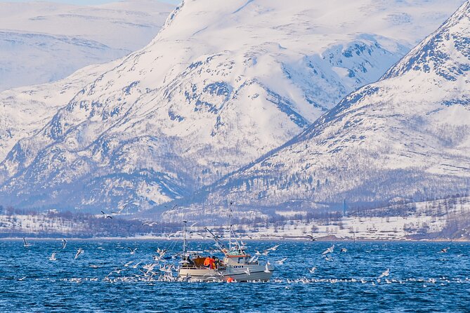 Fjord Safari in the Altafjord - Wildlife and Scenery Observed