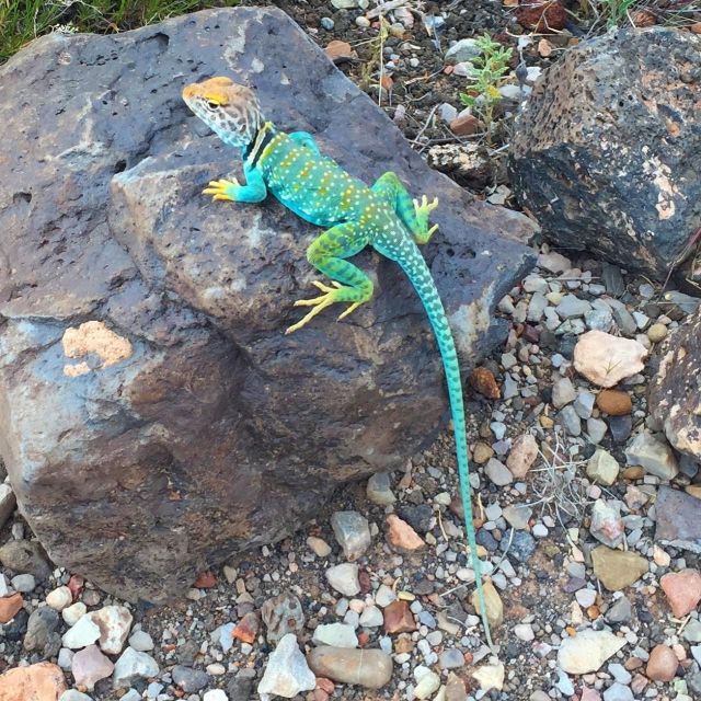 Flagstaff: Grand Canyon, Wupatki & Volcano Christian Tour - Key Points