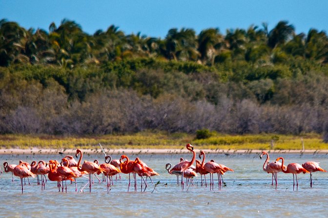 Flamingo Island - Laguna Oviedo - About Your Stay