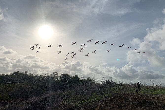 Flamingo & Mangrove Trip With Local Guide - Transportation and Pickup