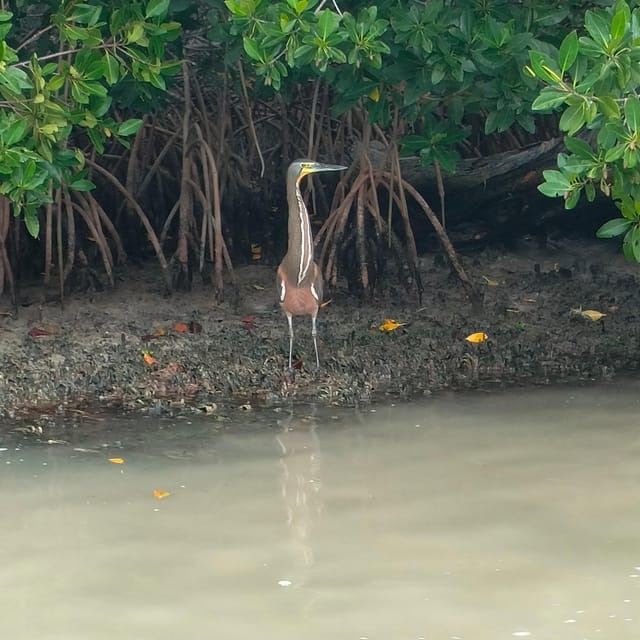 Flamingo Tour in Rio Lagartos, Yucatan 3 Hours - Key Points