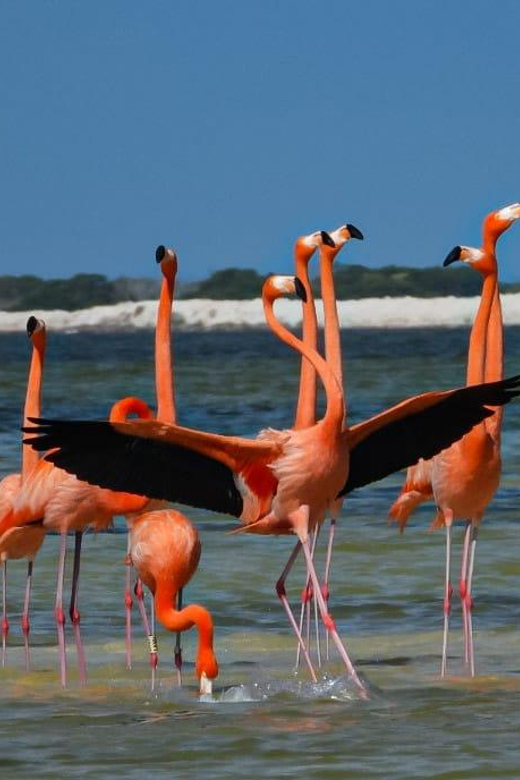 Flamingo Tour in Rio Lagartos, Yucatan 3 Hours - Language and Group Options