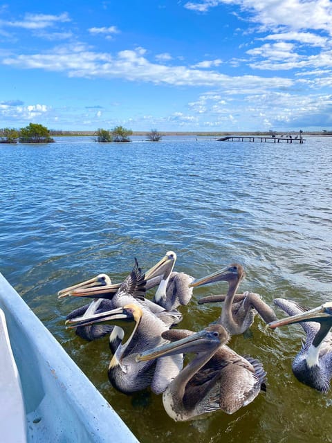 Flamingo Tour in Rio Lagartos, Yucatan 3 Hours - Beach and Swimming