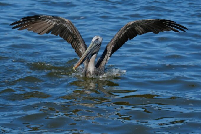 Flamingo Tour in Rio Lagartos, Yucatan 3 Hours - Frequently Asked Questions