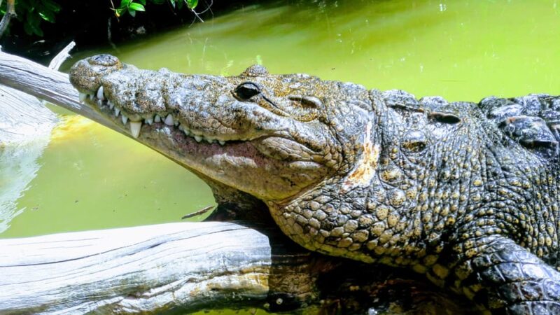 Flamingo Tour Rio Lagartos, Yucatan 2 Hours - Customer Feedback