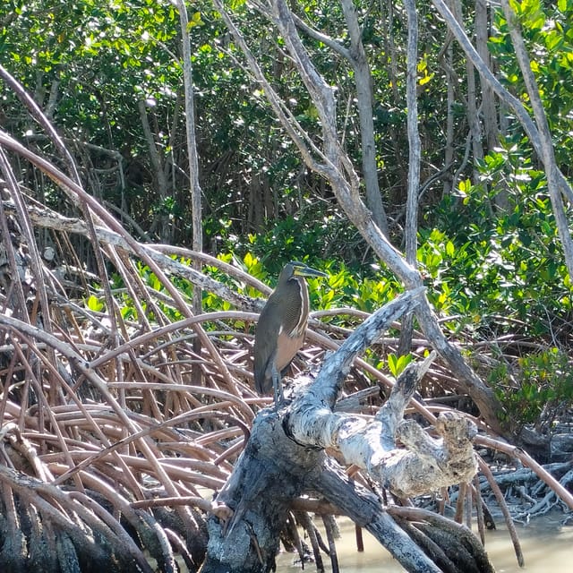 Flamingo Tour Rio Lagartos, Yucatan 2 Hours - Frequently Asked Questions