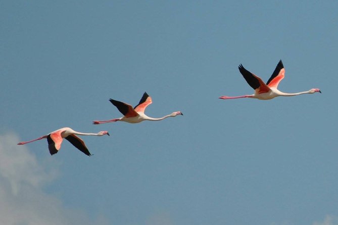 Flamingos Sightseeing Segway Tour - Exploring Molentargius Park
