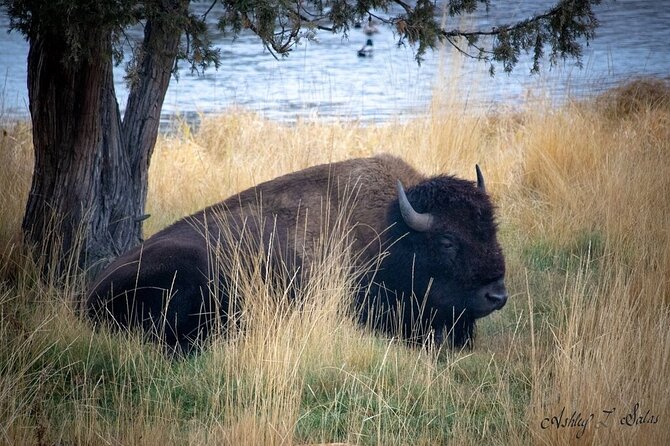 Flathead Lake & Bison Range Scenic Driving Tour - Scenic Vistas Along the Drive