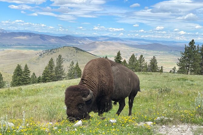 Flathead Lake & Bison Range Scenic Driving Tour - Preparing for the Tour