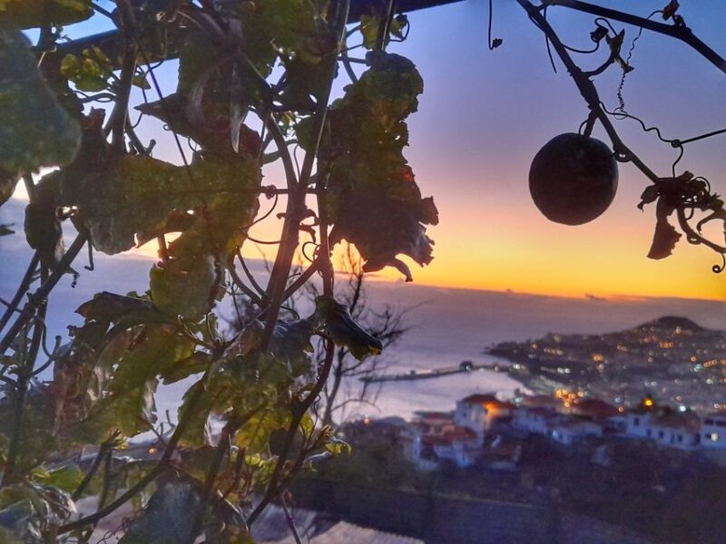 Flavors of Madeira: Wine & Dine Local Farmer Food - Culinary Highlights