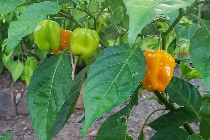 Flavors of St Lucia Culinary Experience - FAQs About the Flavors of St. Lucia Culinary Experience