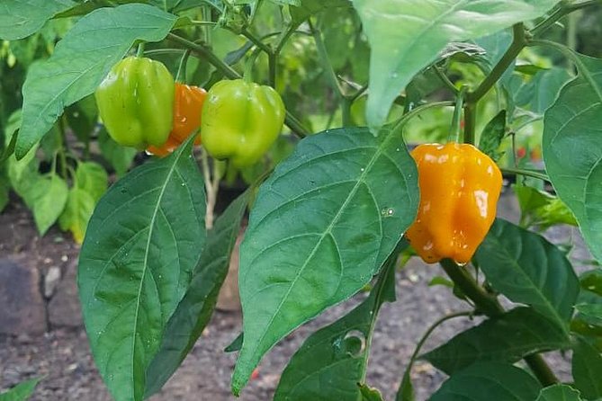 Flavors of St Lucia Culinary Experience - Additional Experience Inclusions
