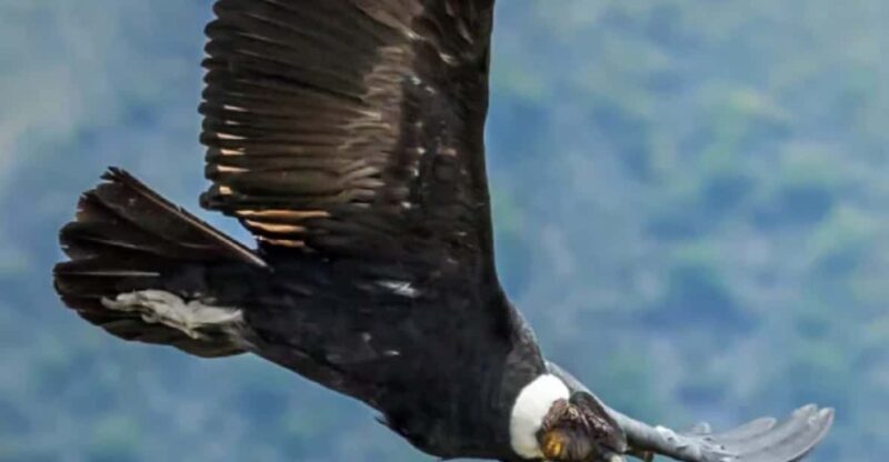 Flight of the Condor in Colca 2 Days 1 Night - Day 1 Highlights