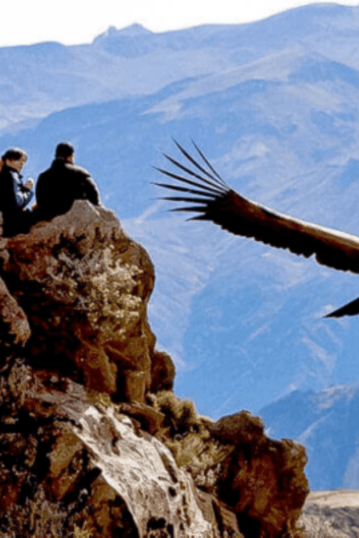 Flight of the Condor in Colca 2 Days 1 Night - Day 2 Highlights