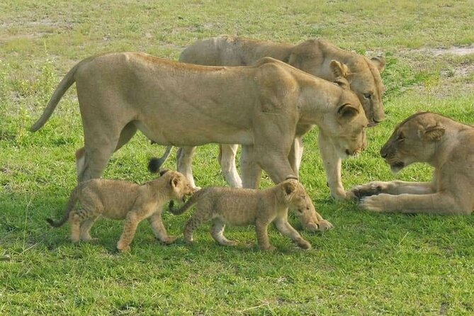 Flight Package Zanzibar to Nyerere National Park (Selous GR) 3 Days 2 Nights - Key Points