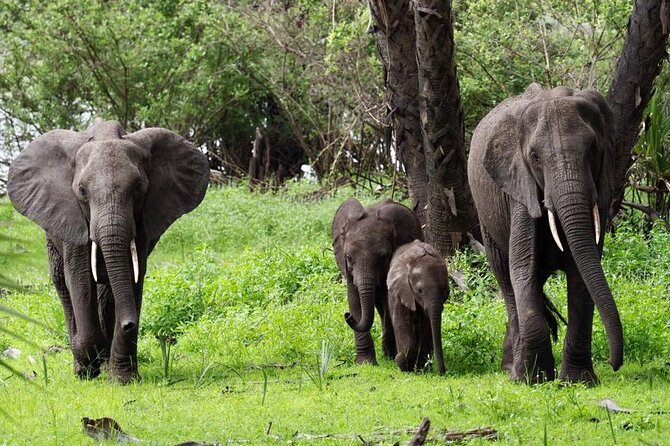 Flight Package Zanzibar to Nyerere National Park (Selous GR) 3 Days 2 Nights - Pricing and Availability
