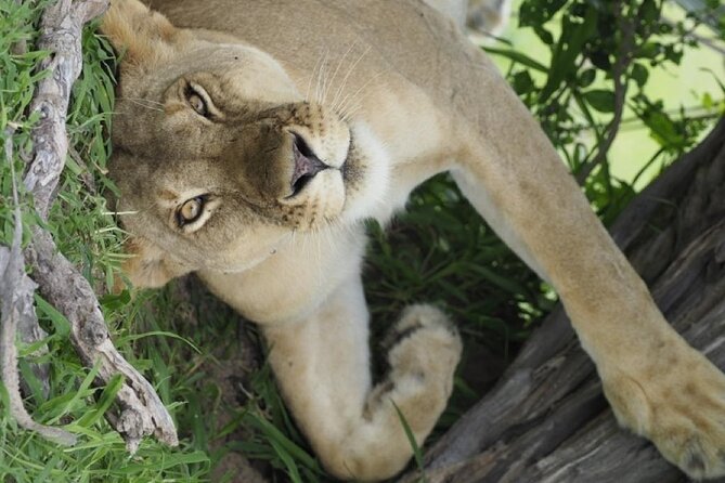 Flight Package Zanzibar to Nyerere National Park (Selous GR) 3 Days 2 Nights - Transportation
