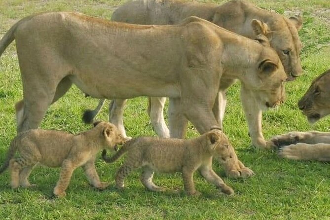 Flight Package Zanzibar to Nyerere National Park (Selous GR) 3 Days 2 Nights - Meals and Dining