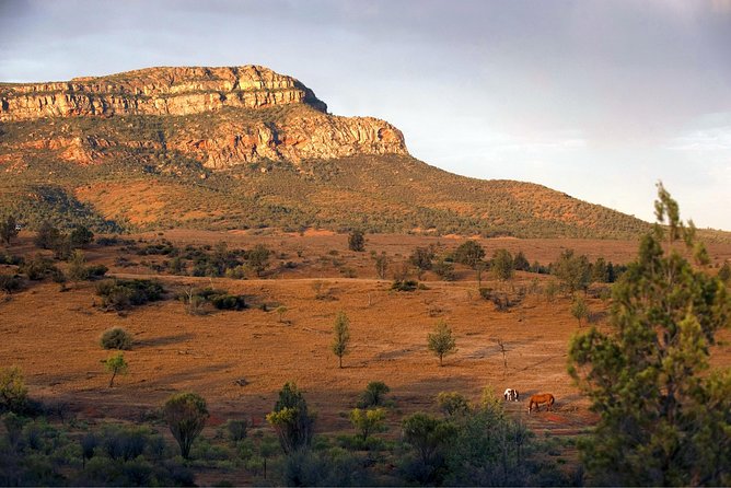 Flinders Ranges 3-Day Small Group 4WD Eco Tour From Adelaide - Reviews and Feedback