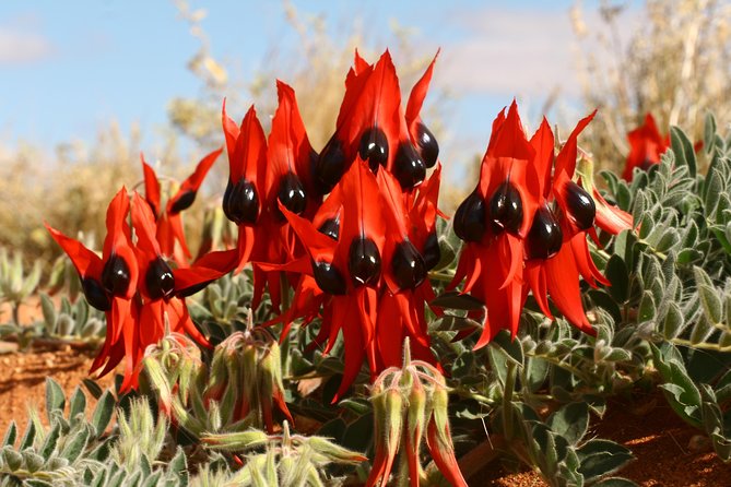 Flinders Ranges 5-Day Small Group 4WD Eco Tour From Adelaide - Tour Inclusions