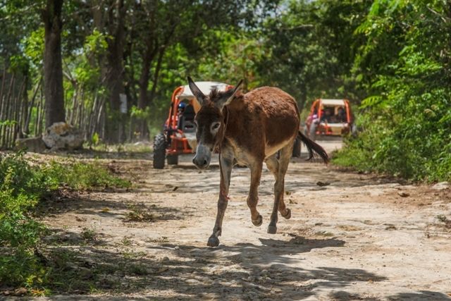 Flintstones Buggy, Cave and Adventure in Bavaro - Pricing and Duration