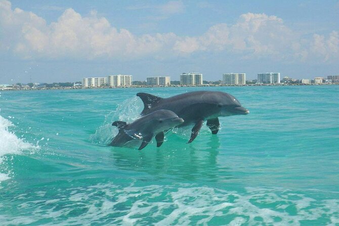 Flippers Adventures 2 Stop Snorkeling and Dolphin Cruise - Snorkeling and Wildlife Encounters