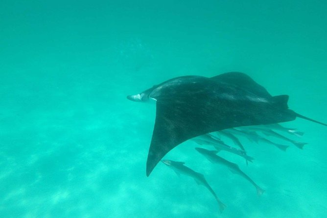 Flippers Adventures Dolphin Cruise - Meeting Point and Redemption