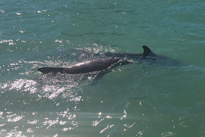 !! Flippers Fun Boat !! Dolphin Adventure Clearwater Beach! - Preparing for Your Dolphin Sighting Experience
