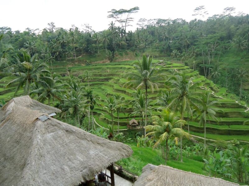 Floating Breakfast : Best Highlights of Ubud / Private Tour - Floating Breakfast/Brunch