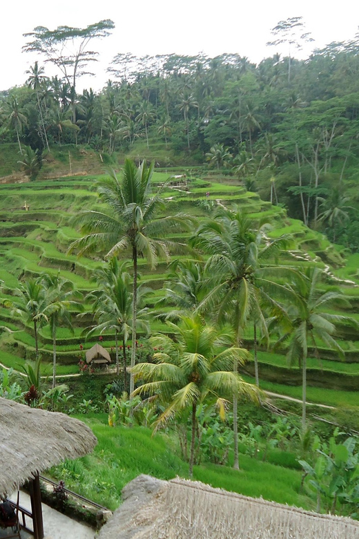Floating Breakfast : Best Highlights of Ubud / Private Tour - Tegallalang Rice Terrace