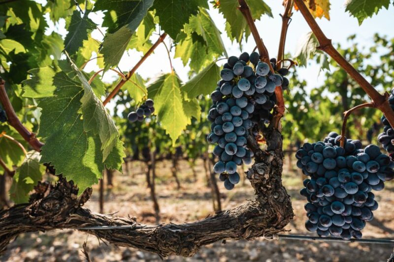Florence: Chianti Vineyards Tour With Wine Tasting & Dinner - Customer Feedback