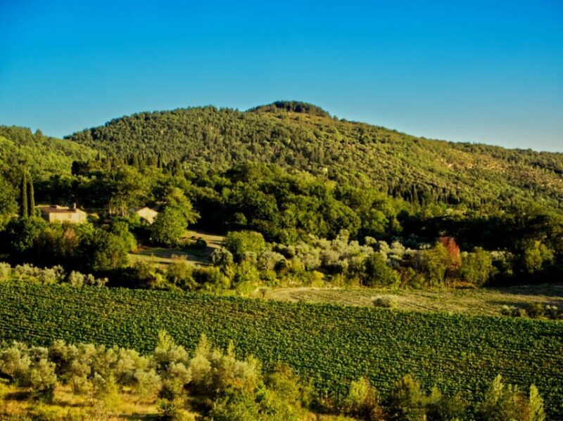 Florence: Fiesole E-Bike Tour With Olive Oil Tasting - Pricing and Booking Details