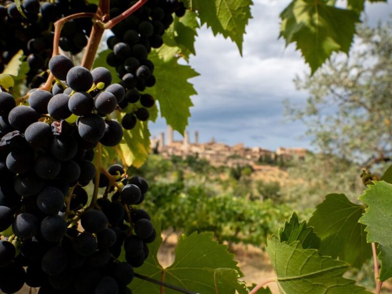 Florence or Bologna: 3 Cellar Tours in Chianti With Lunch - Key Points