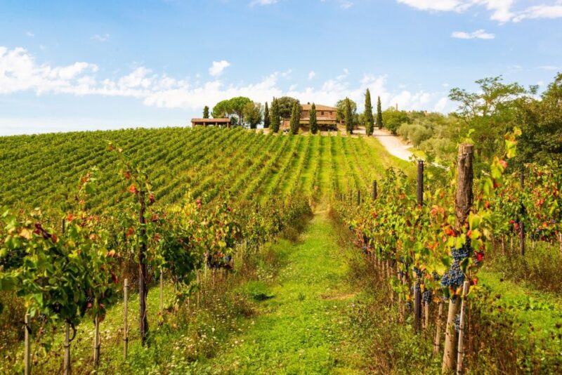 Florence: Private Full Day Tour to Chianti Wine Region - Key Points