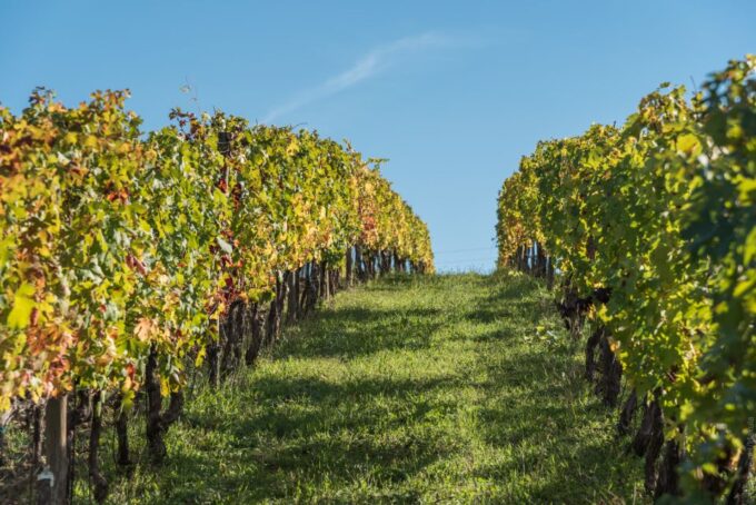 Florence: Tuscany Chianti Winery Private Day-Trip With Lunch - Scenic Drive and Photo Opportunities