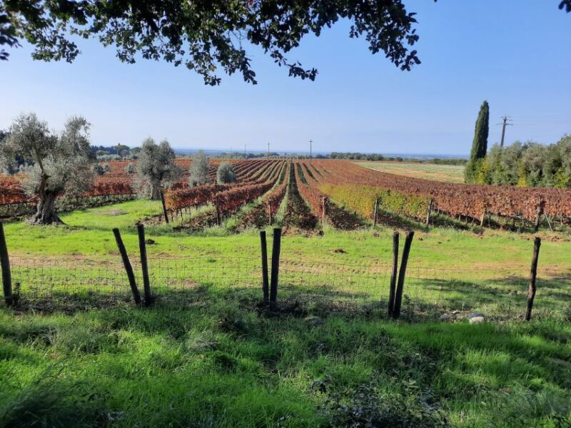 Florence Wine Tour With Traditional Lunch, Private Winery - Tuscan Lunch Experience